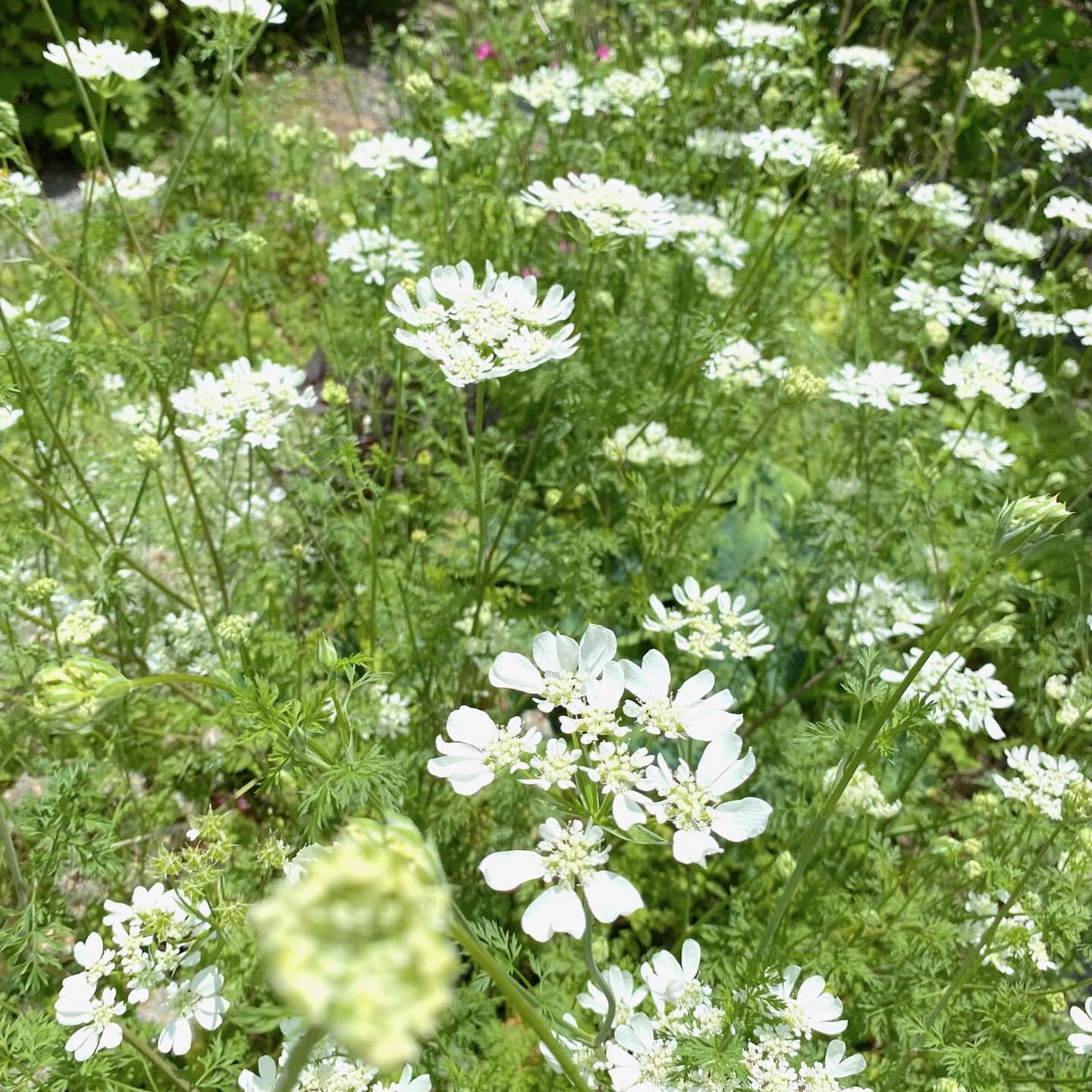 山中湖コテージ GARDEN SHEDの四季と庭